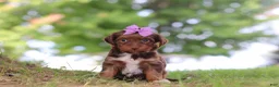 Yorkiepoo dogs for sale: Churro - Ad 2
