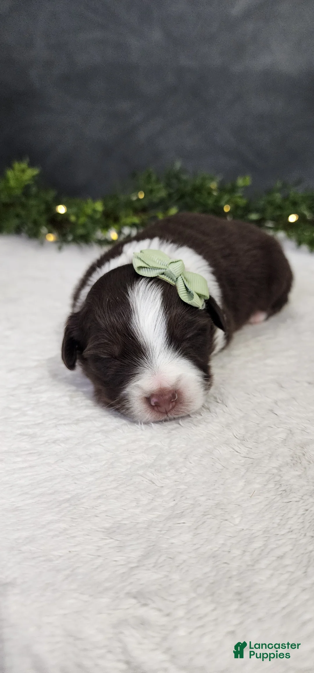 Miniature Australian Shepherd dogs for sale: Milo - Ad 1