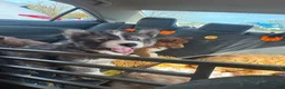 Siberian Husky dogs for sale: Thorn - Ad 4