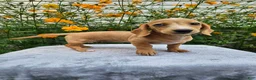 Miniature Dachshund dogs for sale: Roxy - Ad 7