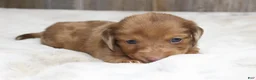 Dachshund dogs for sale: Daisy - Ad 3
