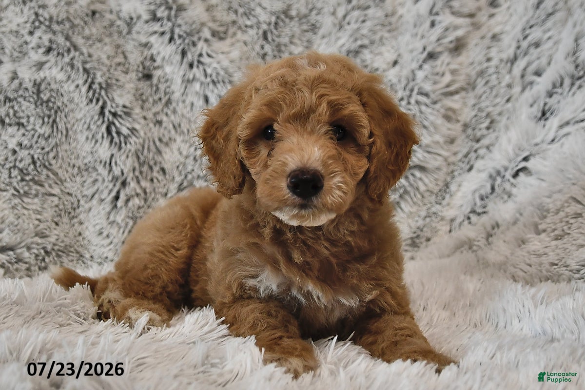 Mini Goldendoodle dogs for sale: Skippers - Ad 3