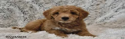 Mini Goldendoodle dogs for sale: Skippers - Ad 1