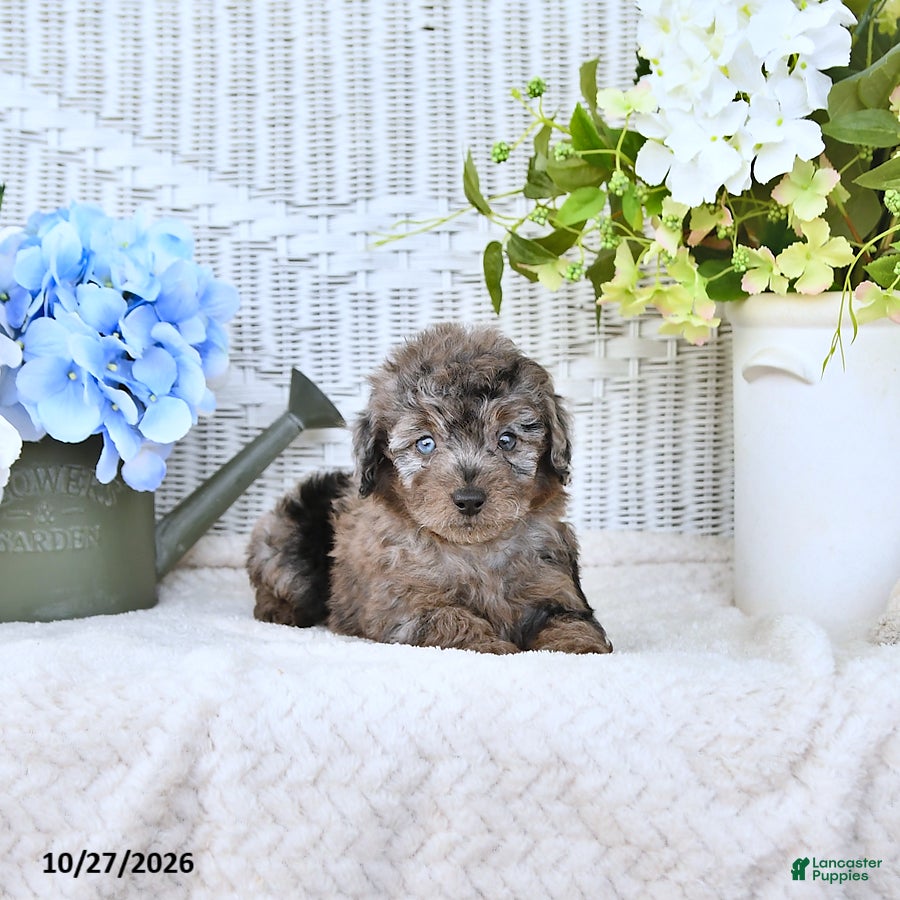 Mini Aussiedoodle dogs for sale: Elsie - Ad 1