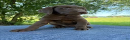 Labrador Retriever dogs for sale: Molly - Ad 5