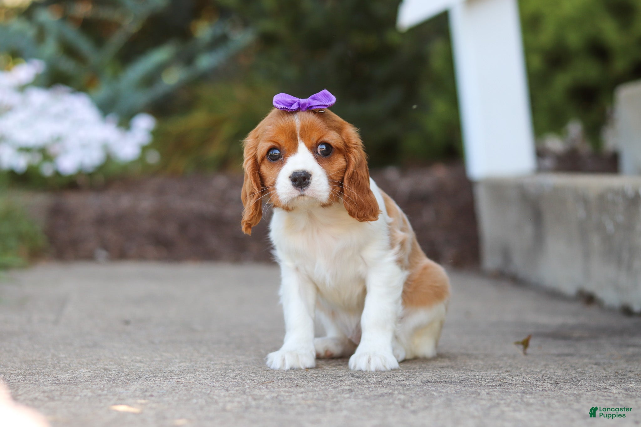 Cavalier King Charles Spaniel dogs for sale: Ellie - Ad 1