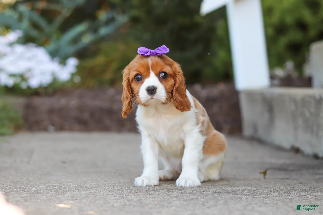 Cavalier King Charles Spaniel dogs for sale: Ellie - Ad 1