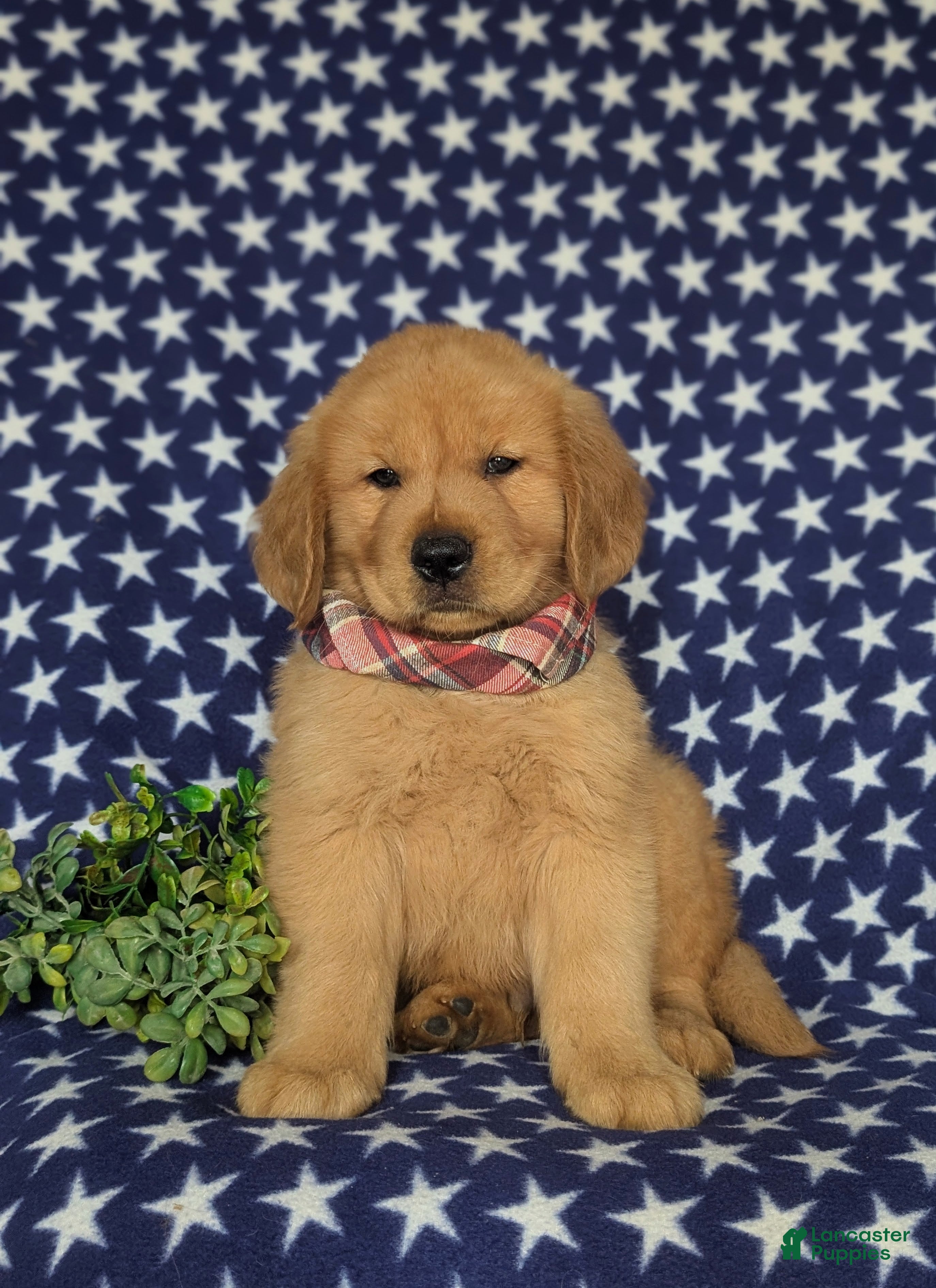 Golden Retriever dogs Roper - Ad 2