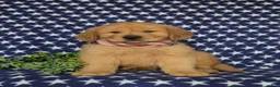Golden Retriever dogs for sale: Roper - Ad 2