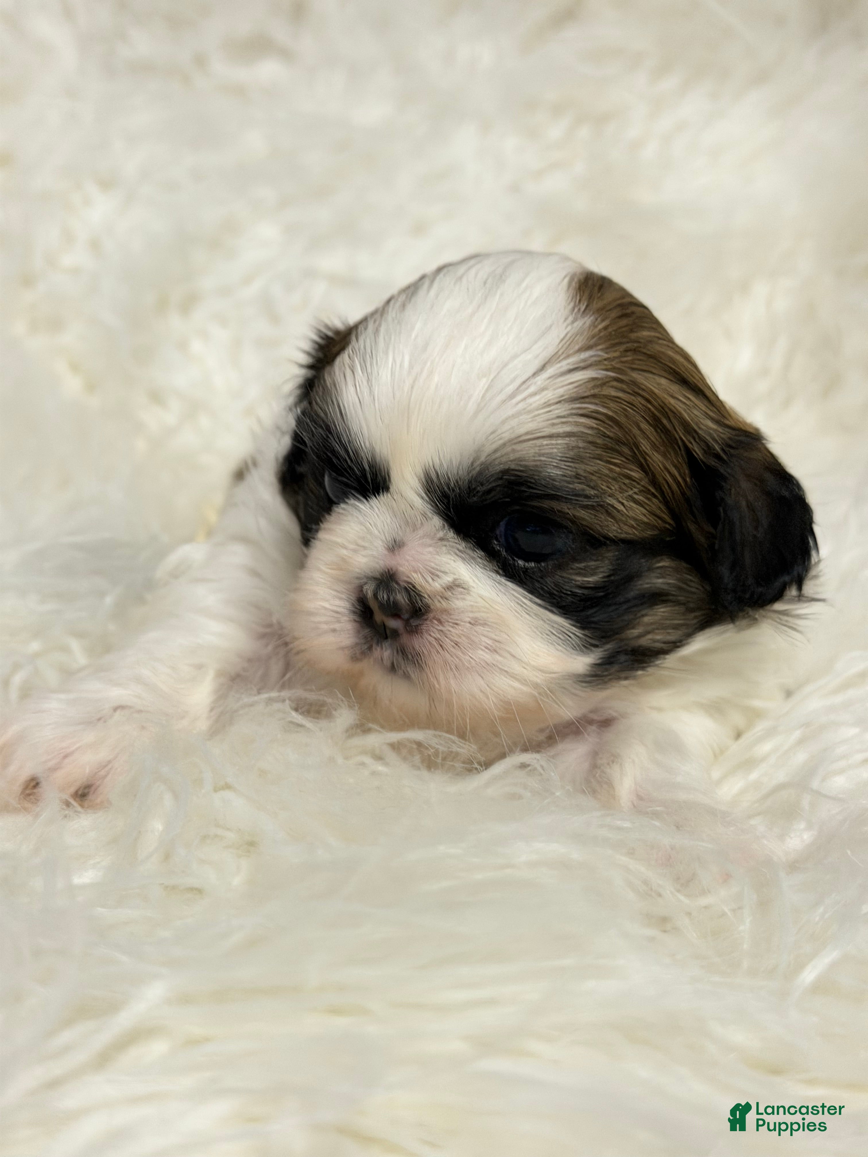 Shih Tzu dogs Ana - Ad 2