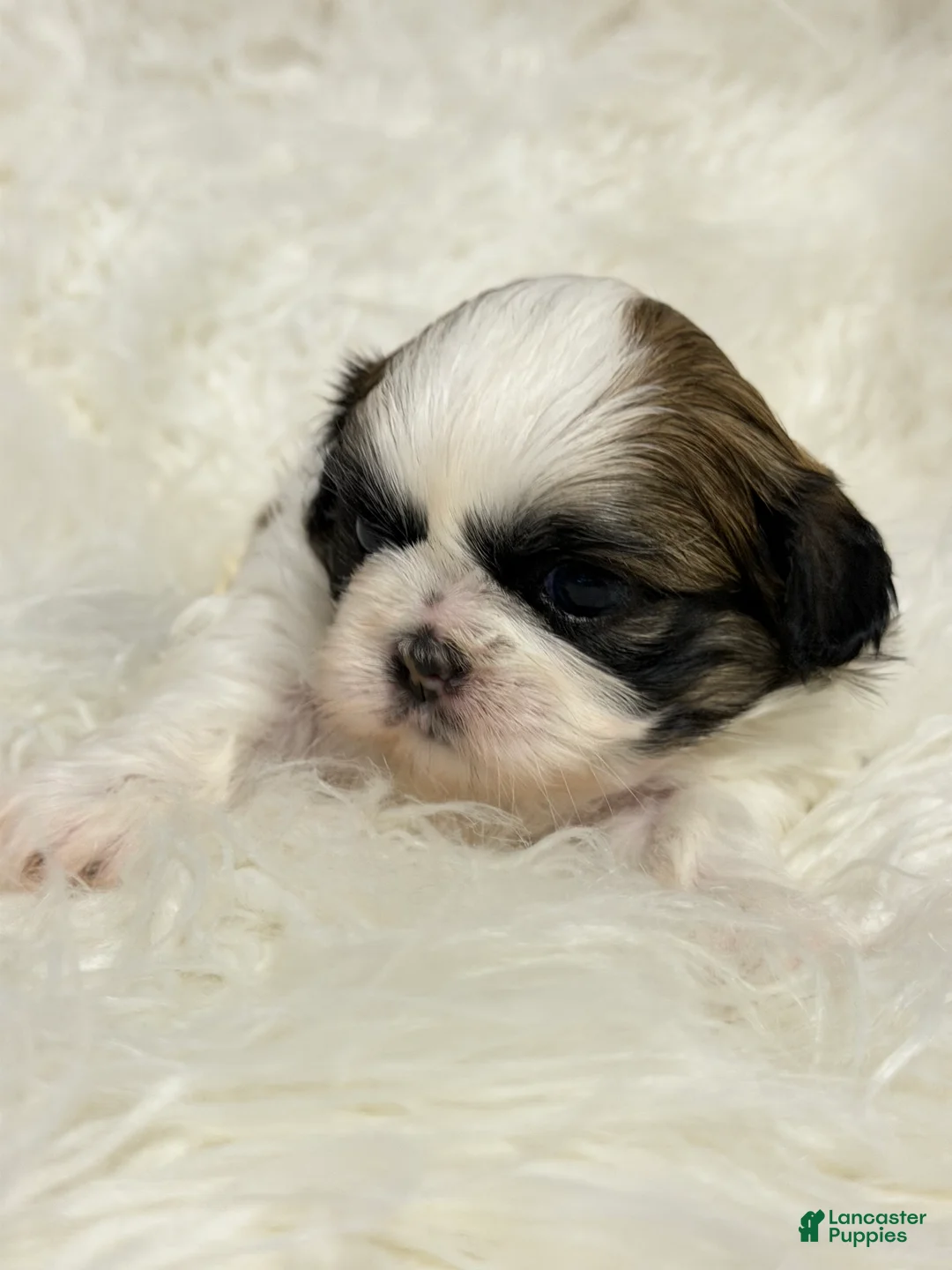 Shih Tzu dogs for sale: Ana - Ad 2