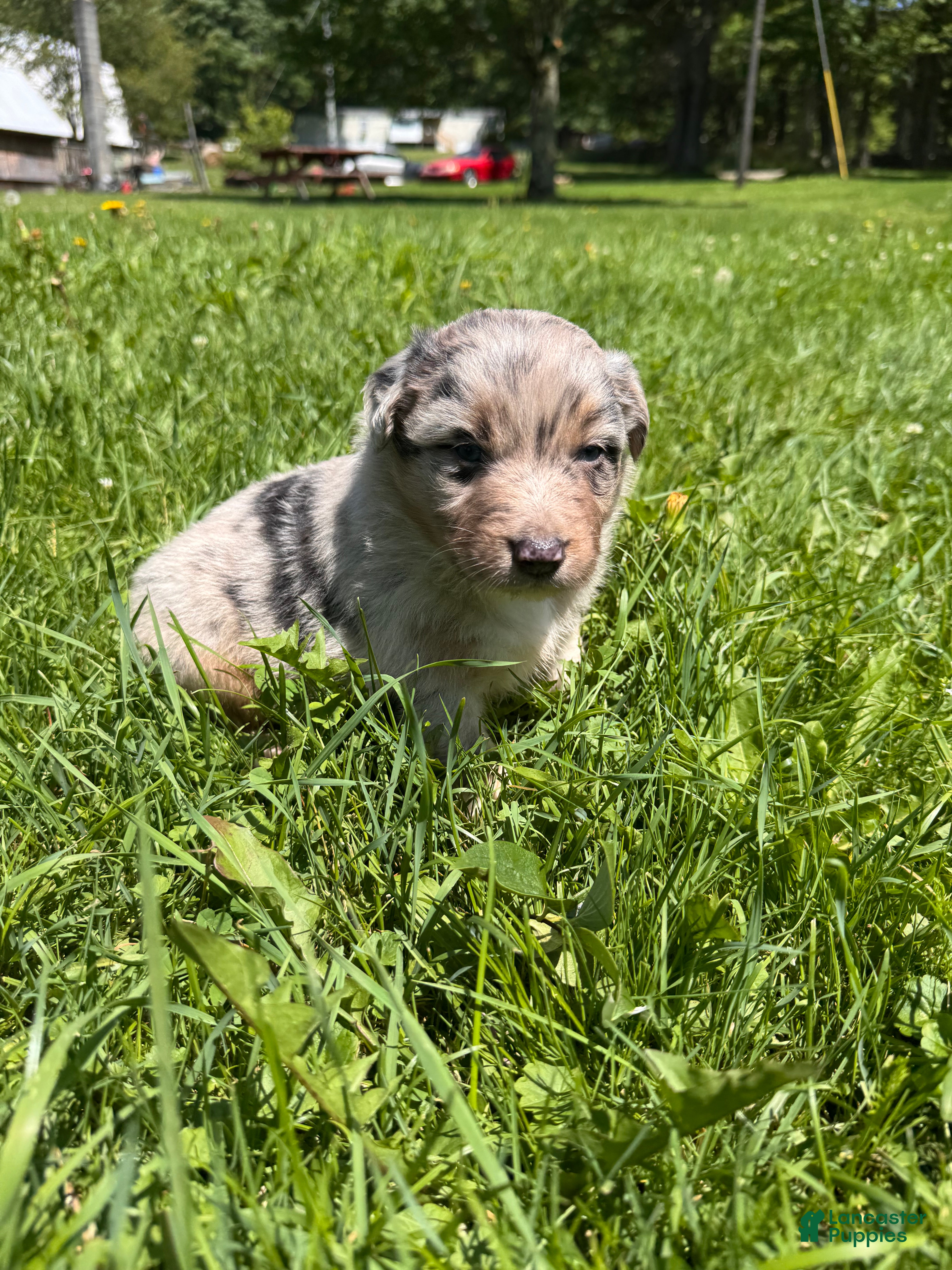 Australian Shepherd dogs Australian Shepherd 1 - Ad 16