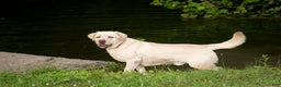 Labrador Retriever dogs for sale: Red - Ad 13