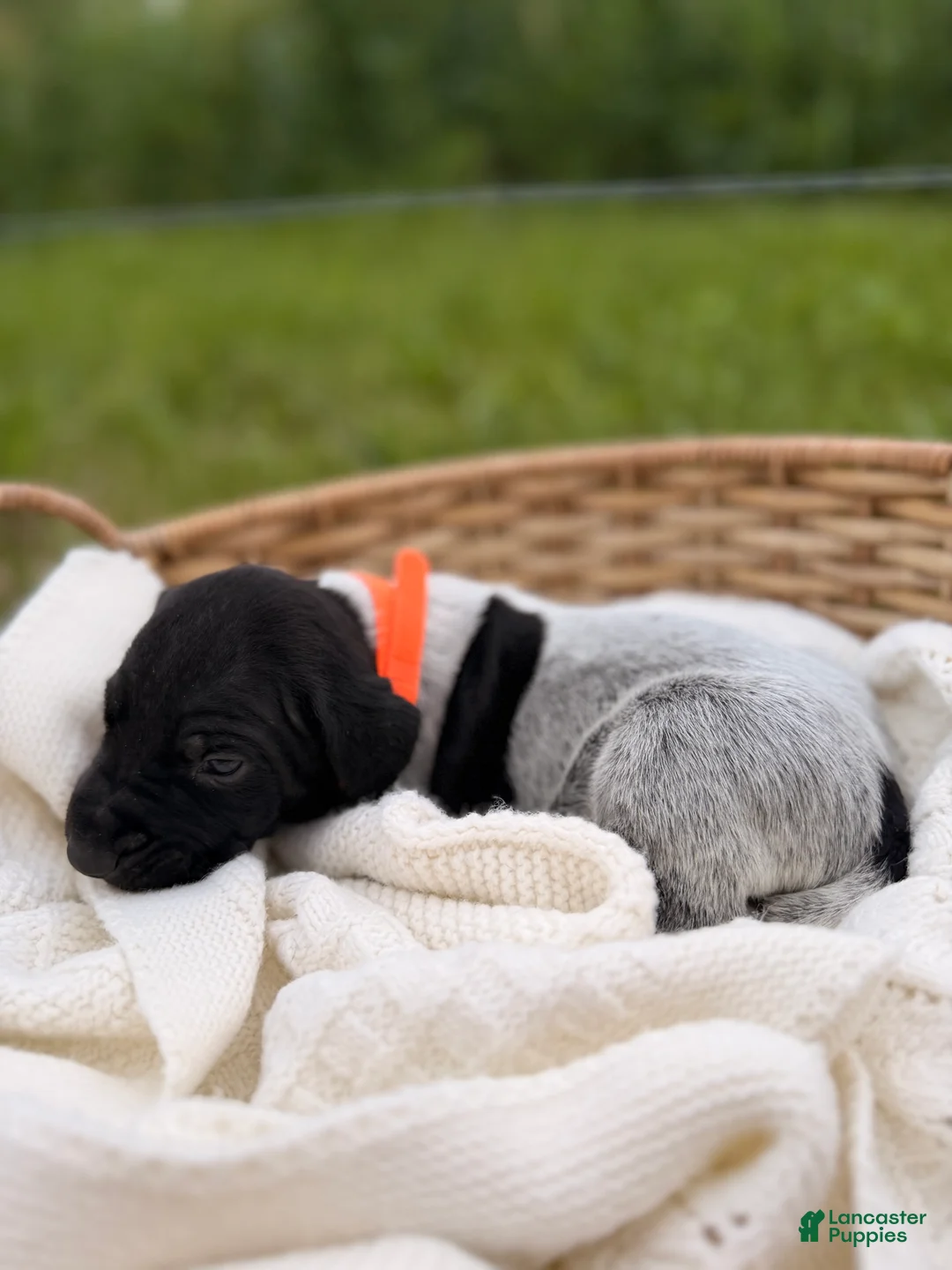 German Shorthaired Pointer dogs for sale: Rhodes - Ad 2