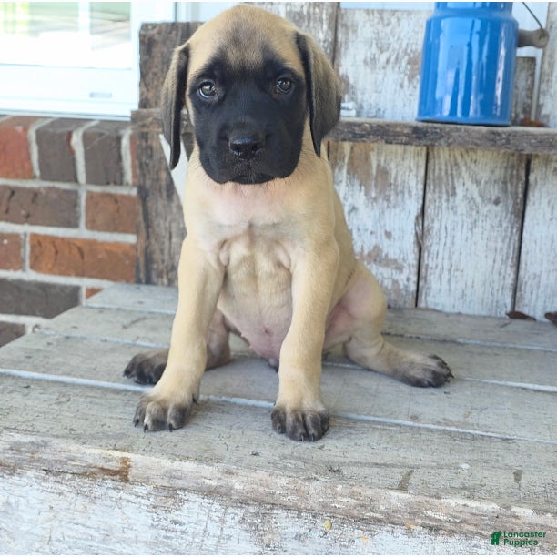 English Mastiff dogs Alexus - Ad 2