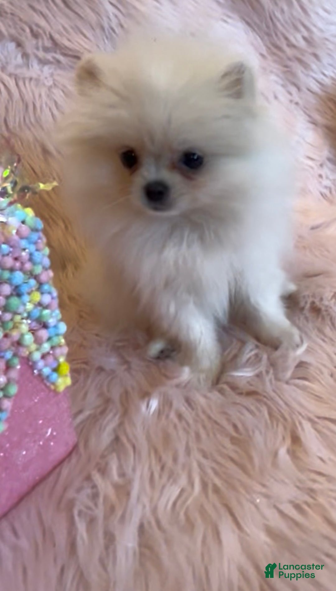 Pomeranian dogs for sale: Lynette AKC Registered full rights  - Ad 16