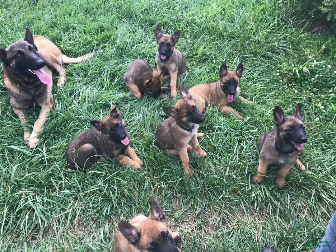 Gallery Image {{count}}