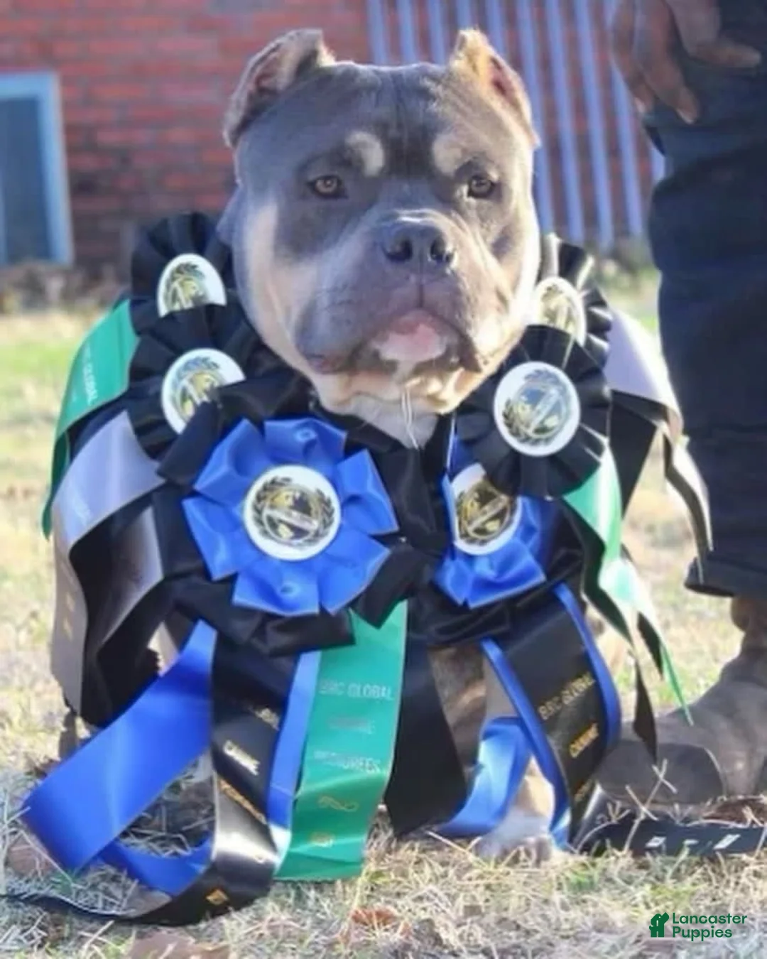 Gallery Image {{count}}