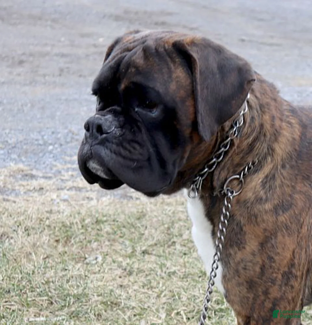 Boxer dogs for sale: Addison - Champ lines - Ad 4