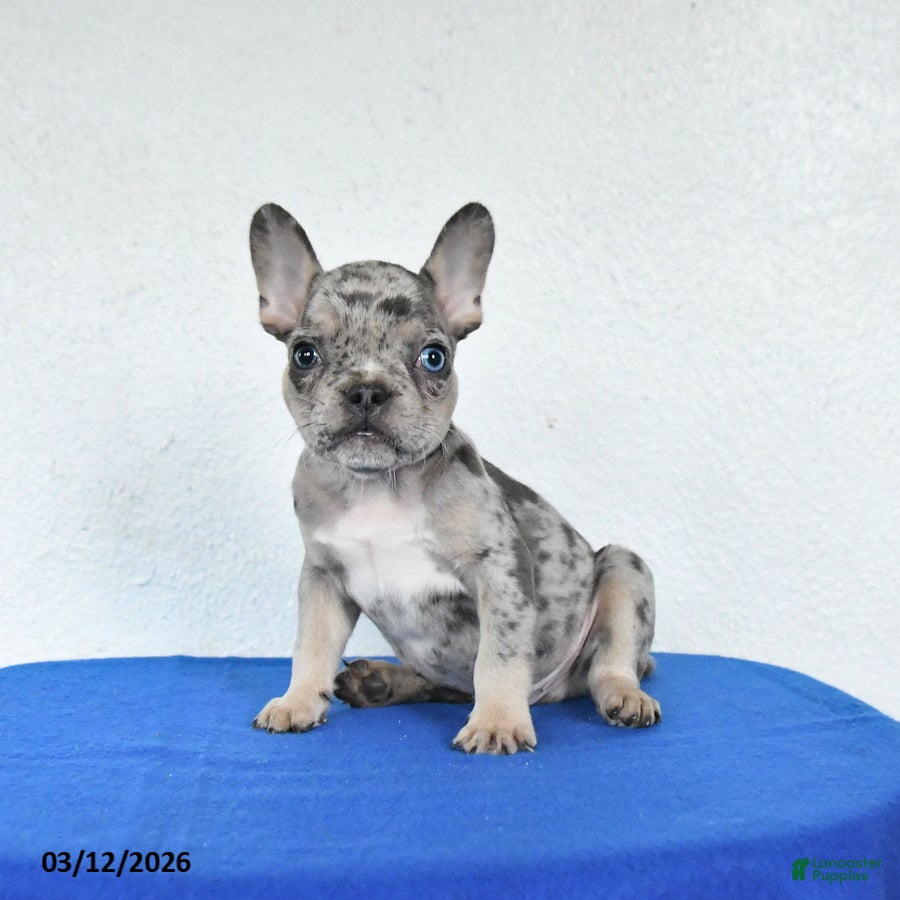 French Bulldog dogs Buster - Ad 2