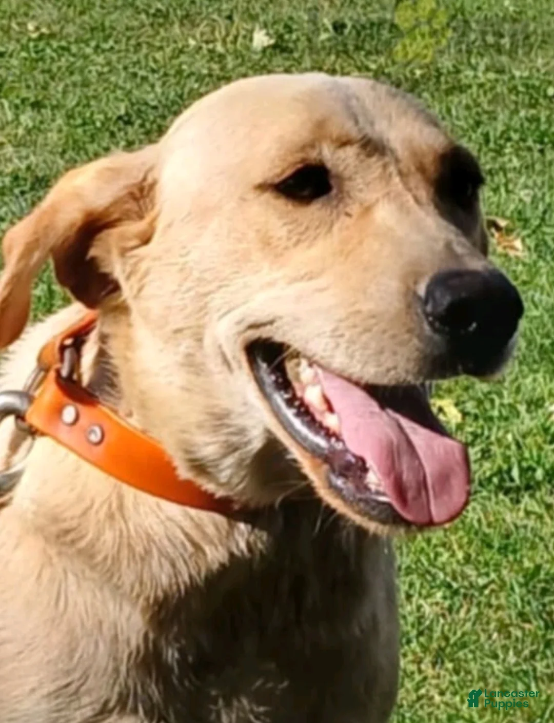 Labrador Retriever dogs for sale: Jessie - Ad 9