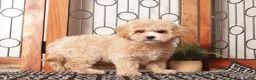 Maltipoo dogs for sale: Misty Precious Maltipoo - Ad 1
