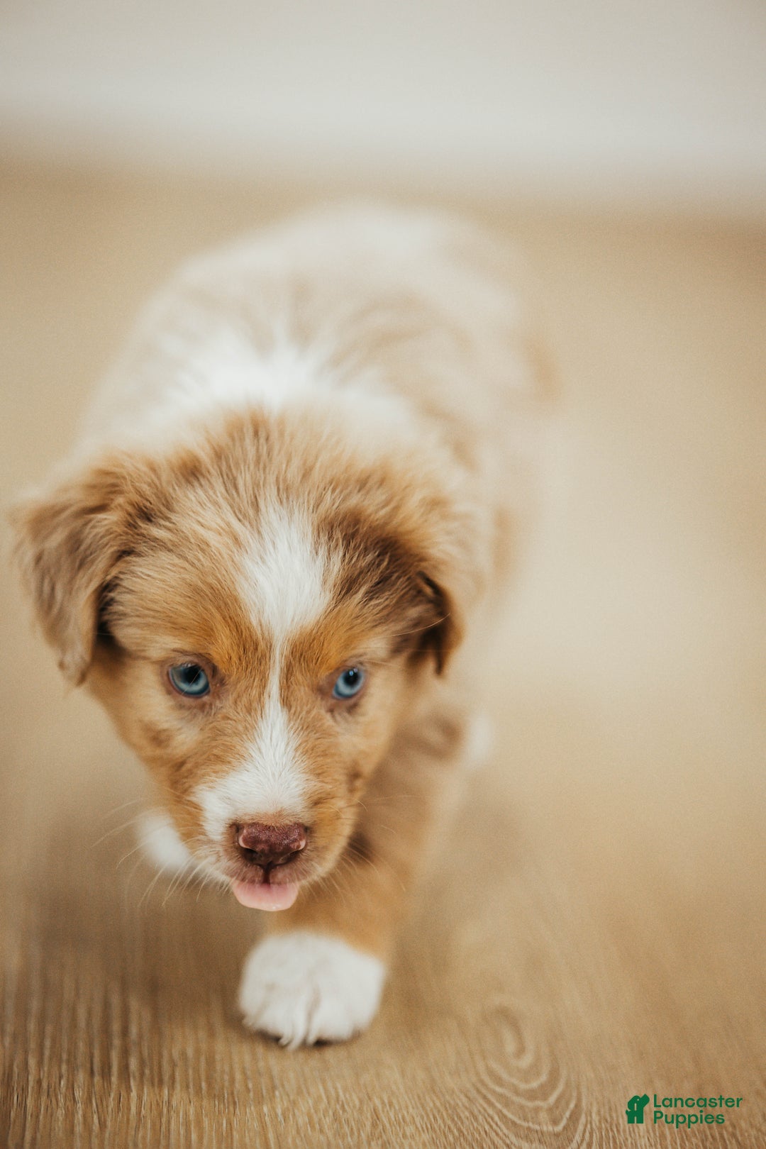 Dog Registry Asdr Registered Mini Aussie Shop Asdr Miniature