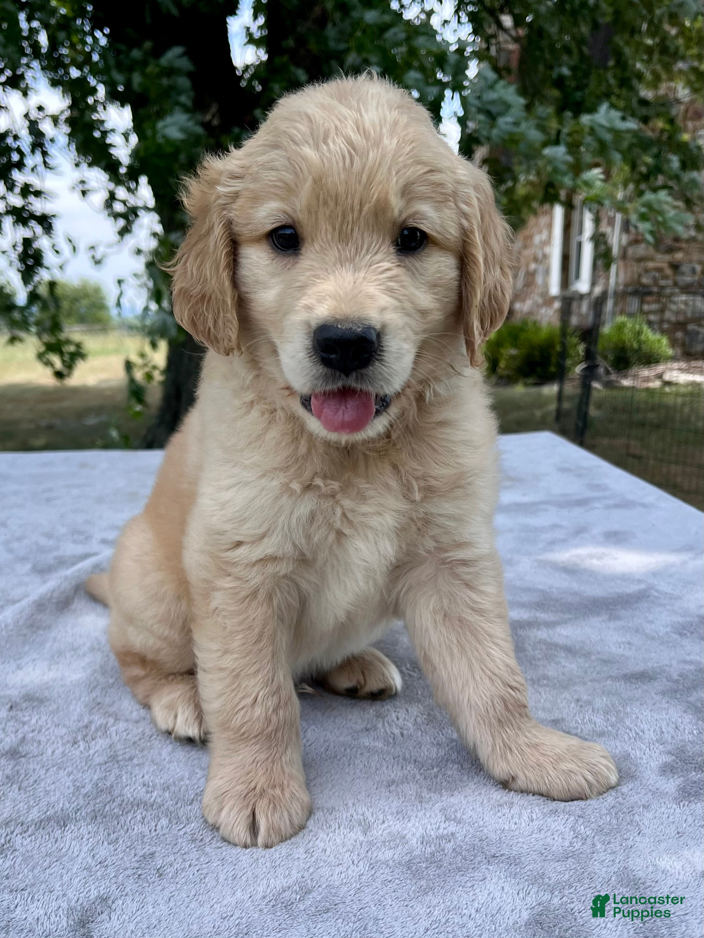 Golden Retriever dogs Duke - Ad 1