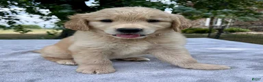Duke
