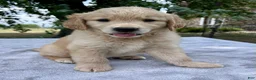 Golden Retriever dogs for sale: Duke - Ad 1
