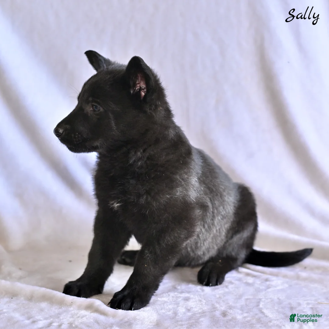German Shepherd dogs for sale: Sally - Ad 2
