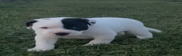 American Bulldog dogs for sale: Grover - Ad 7