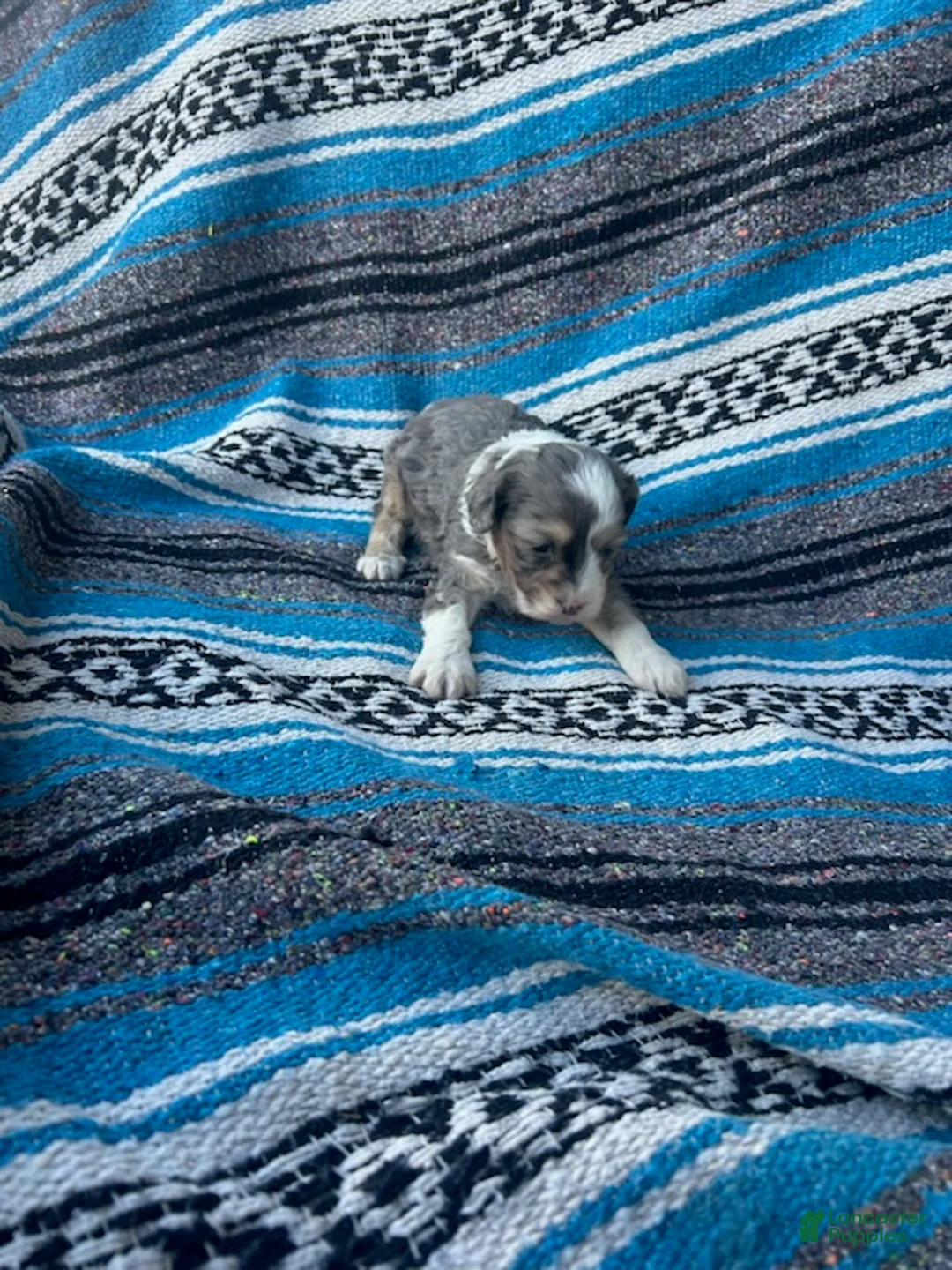 Standard Poodle dogs for sale: Lucy - Ad 2