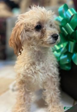 Toy Poodle dogs Leola - Ad 22
