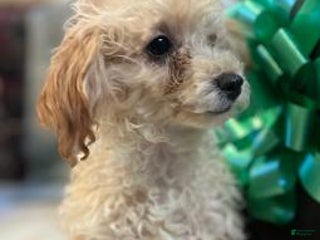 Toy Poodle dogs Leola - Ad 19