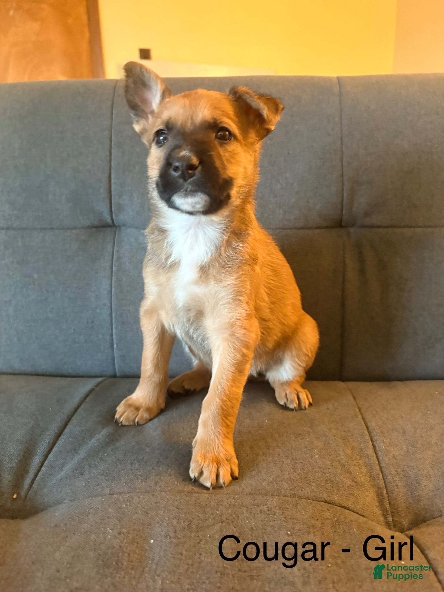Mixed Breed dogs Mixed Breed Puppy 5 - Ad 39