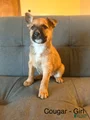 Mixed Breed Puppy 5