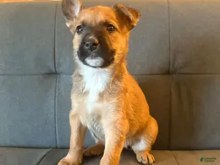 Mixed Breed dogs Mixed Breed Puppy 5 - Ad 39