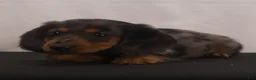 Dachshund dogs for sale: Fluffy - Ad 6