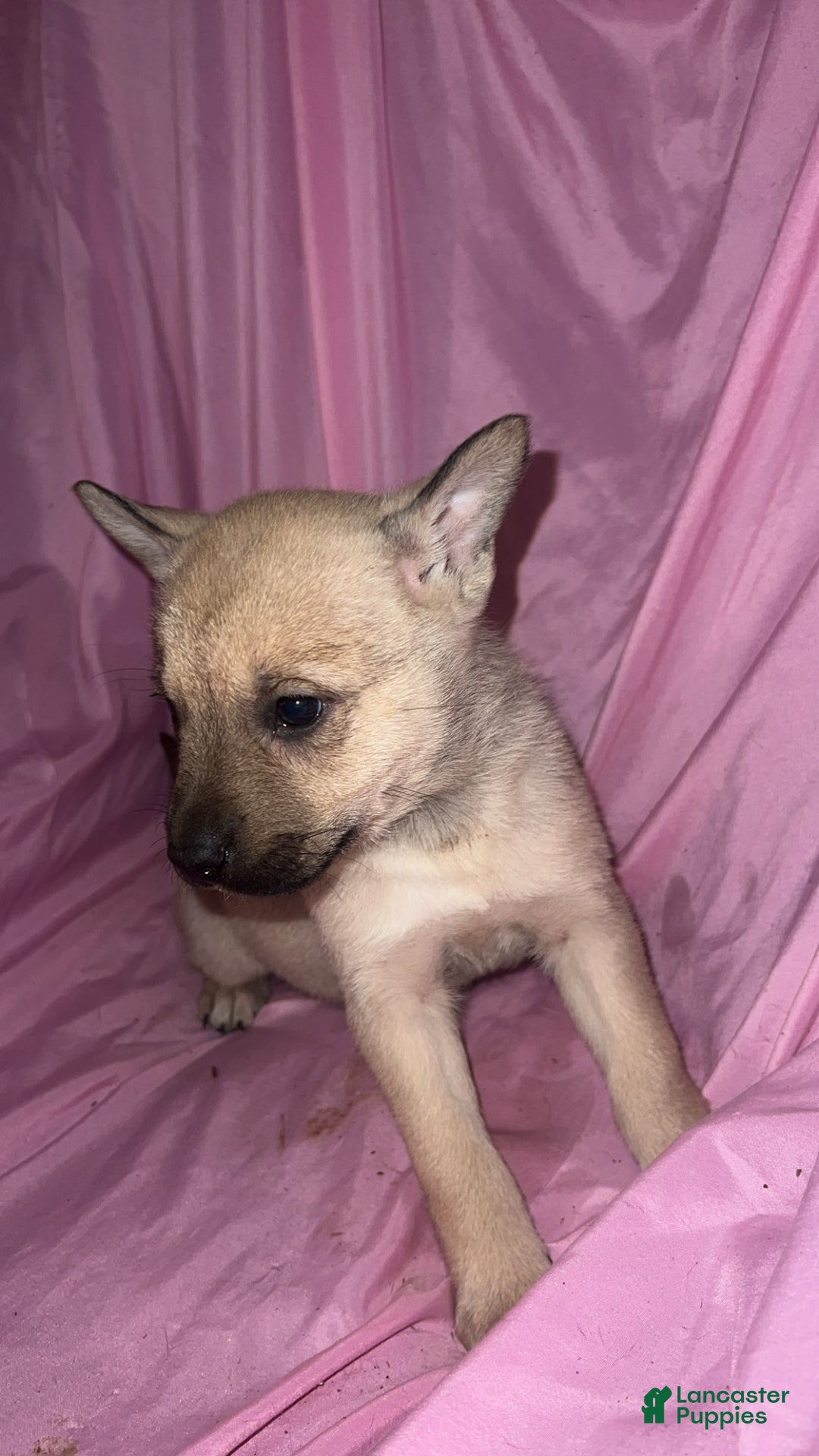 Mixed Breed dogs for sale: Girl 5 - Ad 3