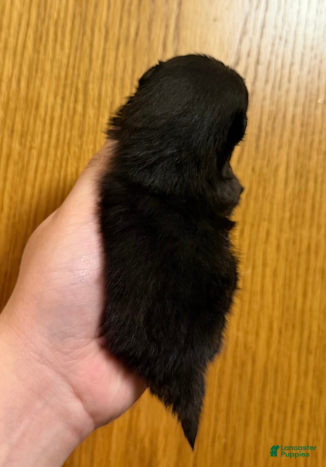 Pomeranian dogs for sale: Ant - Ad 2