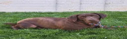 Labrador Retriever dogs for sale: Tanner - Ad 5