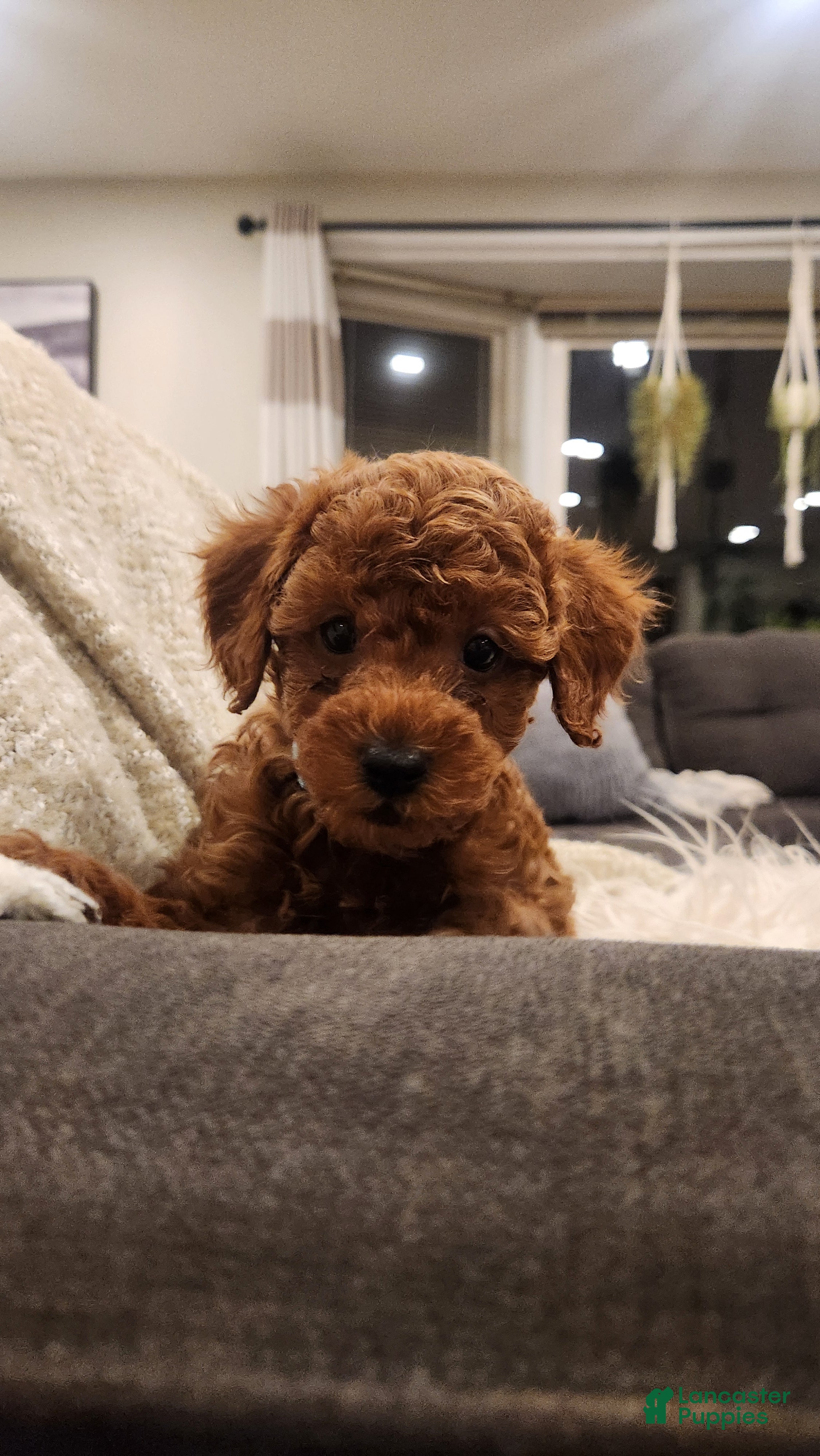 Cavapoo dogs Benji - Ad 2