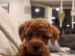 Cavapoo dogs Benji - Ad 42