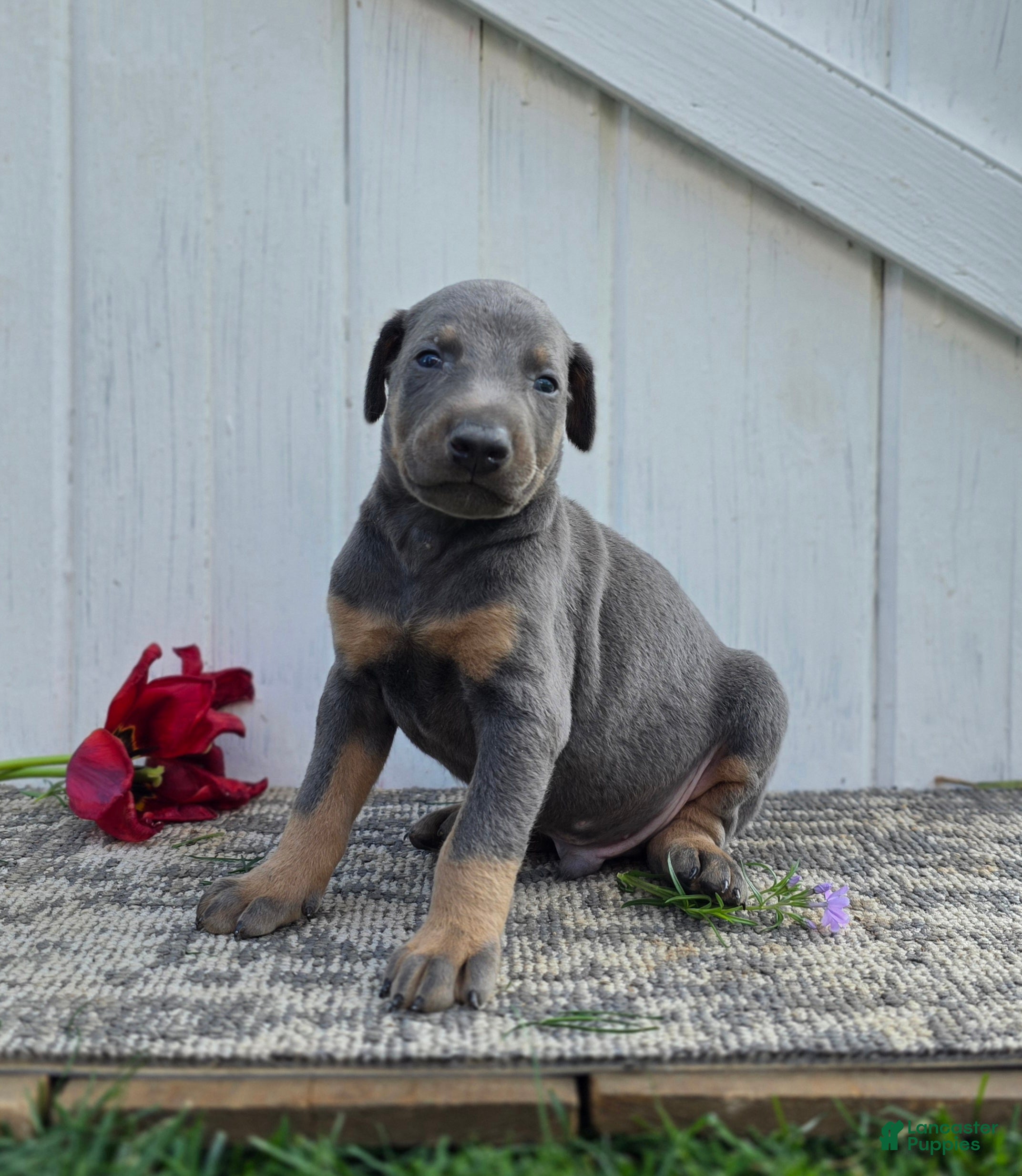 Doberman Pinscher dogs Jacob - Ad 1