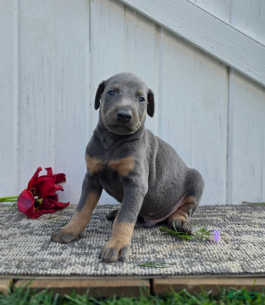 Doberman Pinscher dogs for sale: Jacob - Ad 1