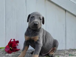 Doberman Pinscher dogs for sale: Jacob - Ad 2