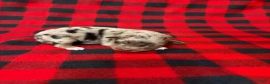 Australian Shepherd 4
