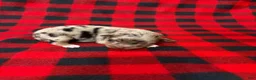 Australian Shepherd dogs for sale: Australian Shepherd 4 - Ad 1