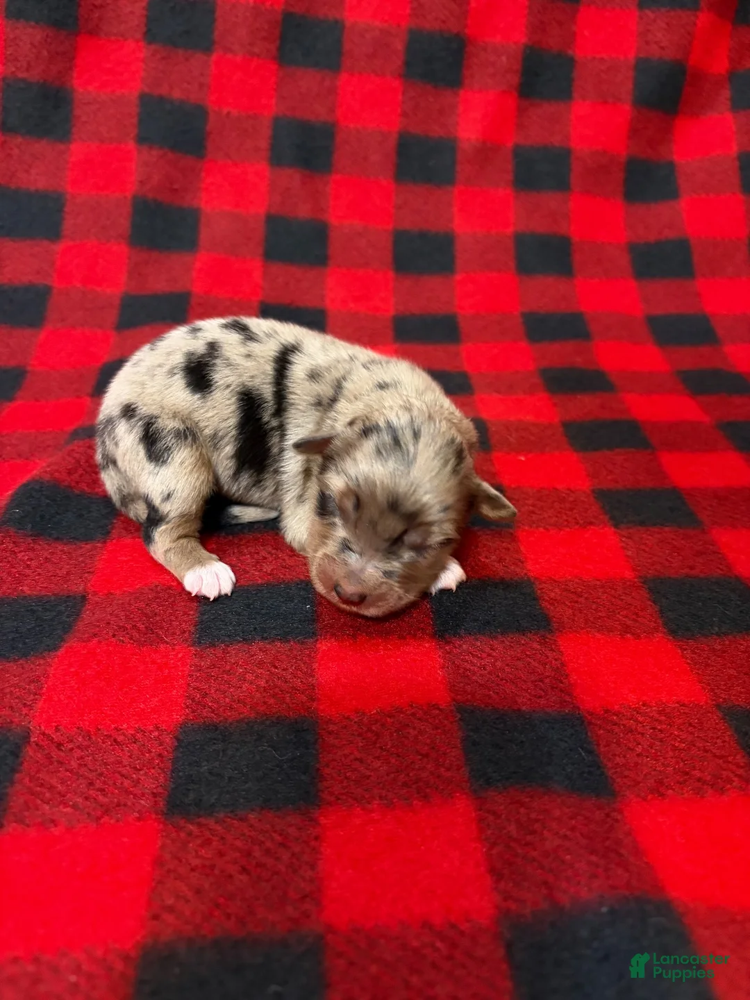 Australian Shepherd dogs for sale: Australian Shepherd 4 - Ad 1